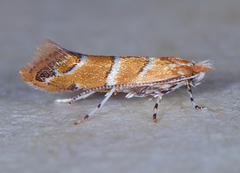 Cameraria aesculisella