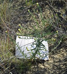 Brickellia eupatorioides