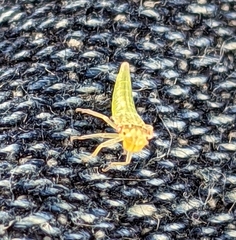 Homalodisca insolita