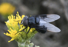 Copestylum violaceum