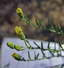 Brickellia eupatorioides