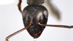 Formica subaenescens