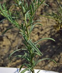 Brickellia eupatorioides