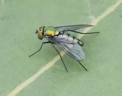 Condylostylus longicornis