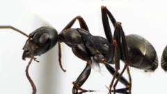 Formica subaenescens