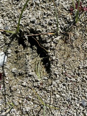 Odocoileus hemionus californicus