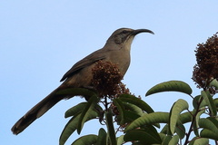 Toxostoma redivivum