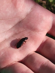 Carabidae
