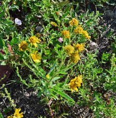 Verbesina encelioides