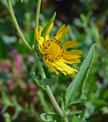 Verbesina encelioides