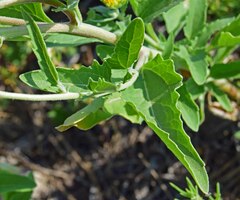 Verbesina encelioides