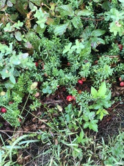 Vaccinium macrocarpon