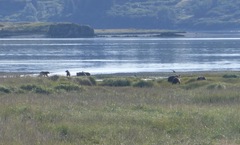 Ursus arctos middendorffi