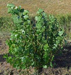 Populus deltoides
