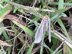 Phycitini