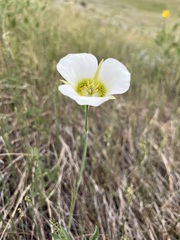 Calochortus gunnisonii