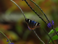 Astraptes fulgerator