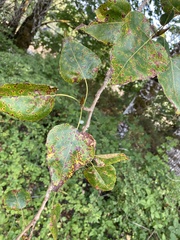 Populus balsamifera