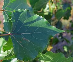 Populus deltoides