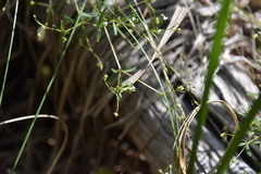 Galium trifidum
