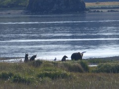 Ursus arctos middendorffi