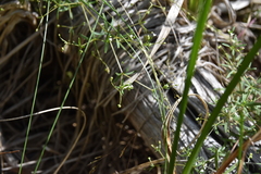 Galium trifidum