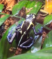Dendrobates tinctorius