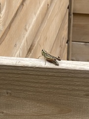 Melanoplini