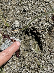 Odocoileus hemionus californicus