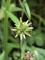 Euchiton