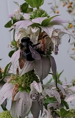 Xylocopa micans