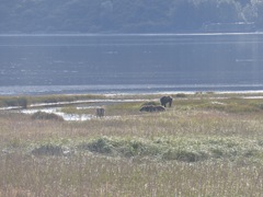 Ursus arctos middendorffi