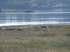 Ursus arctos middendorffi