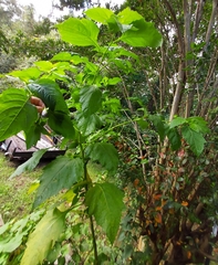 Nicandra physalodes