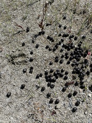 Odocoileus hemionus californicus