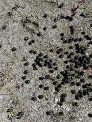 Odocoileus hemionus californicus