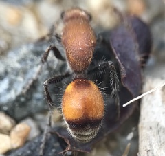 Dasymutilla bioculata