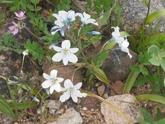Zephyra compacta