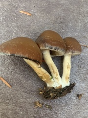 Psathyrella piluliformis