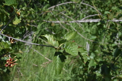 Alnus alnobetula
