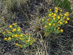 Xanthisma spinulosum