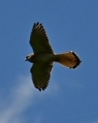 Falco cenchroides
