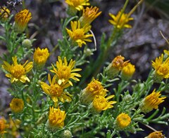 Xanthisma spinulosum