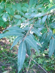 Salix triandra