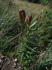 Lilium bulbiferum