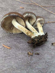 Psathyrella piluliformis