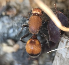 Dasymutilla bioculata