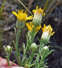Xanthisma spinulosum