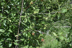 Alnus alnobetula