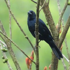 Tachyphonus coronatus